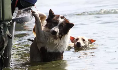 പ്രളയകാലത്ത് മിണ്ടാപ്രാണികള്‍ക്കും വേണം ദുരിതാശ്വാസ ക്യാമ്പുകള്‍