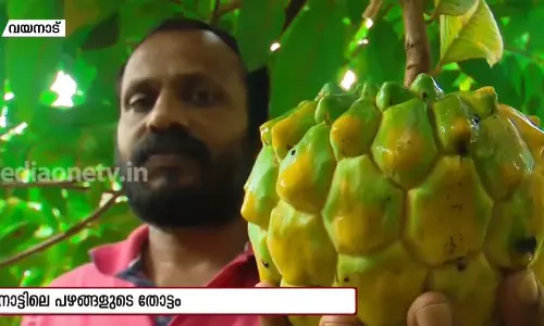 വയനാട്ടിലെ വിദേശ പഴങ്ങളുടെ തോട്ടം വയനാട്ടിലെ വിദേശ പഴങ്ങളുടെ തോട്ടം