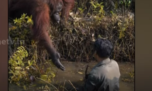 ഫോട്ടോഗ്രാഫിയിലെ ഓസ്കാര്‍; ഫൈന‍ല്‍ പട്ടികയില്‍ രണ്ട് മലയാളികള്‍