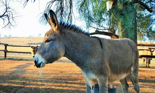 ഇറച്ചിക്ക് ആവശ്യക്കാരേറി; ആന്ധ്രയില്‍ കഴുതകള്‍ അപ്രത്യക്ഷമാകുന്നു