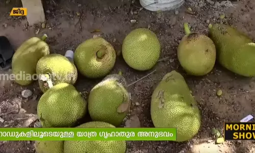 കേരളത്തിലെന്ന പോലെ സമൃദ്ധമായി മാങ്ങയും ചക്കയുമെല്ലാം ലഭിക്കുന്ന ഒരു ഫാമുണ്ട് ജിദ്ദക്കടുത്ത്  