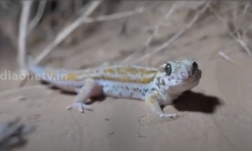 വംശനാശഭീഷണി നേരിടുന്ന ജീവികളെ പുനരധിവസിപ്പിച്ച് ഷാർജ പരിസ്ഥിതി അതോറിറ്റി