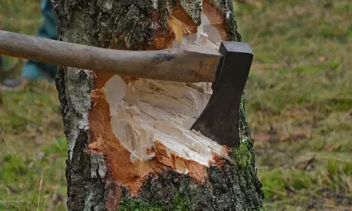 വയനാട്ടിലെ മരംമുറി കേസിൽ 34 കർഷകർക്കെതിരെ കേസെടുത്ത് വനംവകുപ്പ്