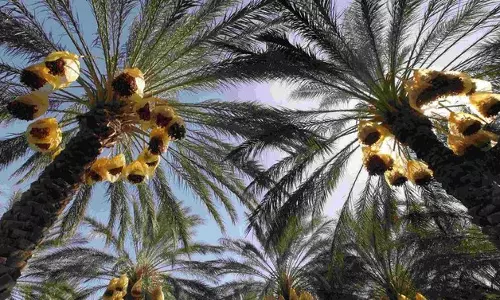 ഈന്തപ്പന യുനെസ്കോയുടെ അദൃശ്യ സാംസ്കാരിക പൈതൃക പട്ടികയിൽ ഇടം ലഭിച്ചു ഈന്തപ്പന യുനെസ്കോയുടെ അദൃശ്യ സാംസ്കാരിക പൈതൃക പട്ടികയിൽ ഇടം ലഭിച്ചു