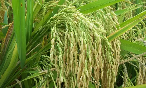 പ്രളയം തകര്‍ത്ത നെല്‍കൃഷിക്ക് പുതുപ്രതീക്ഷ നല്‍കി കോതമംഗലത്തെ കര്‍ഷക കൂട്ടായ്മ