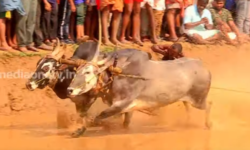 കാർഷിക സംസ്‌കൃതിയുടെ സ‌്മൃതിയിൽ പാടങ്ങളില്‍ ആവേശം വിതച്ച് കാളപൂട്ട് മത്സരം