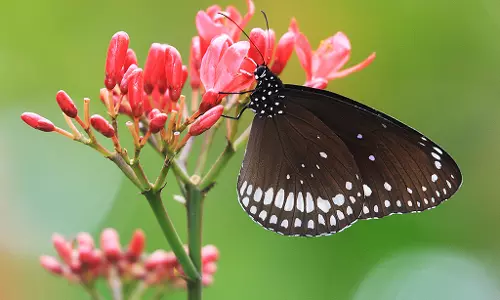 നീലക്കടുവ, അരളി ശലഭം...സഹ്യാദ്രിയുടെ മടിയില്‍ വിരുന്നെത്തി ചിത്രശലഭങ്ങള്‍