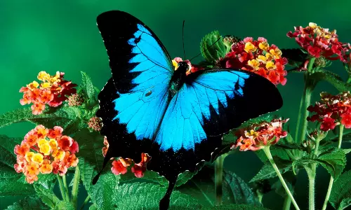 അപൂര്‍വ്വയിനത്തിലുള്ള മൂന്ന് പൂമ്പാറ്റകള്‍; ചിത്രശലഭങ്ങളിലെ 191 ഇനങ്ങള്‍ രേഖപ്പെടുത്തി വയനാട്ടിലെ ശലഭ സര്‍വ്വേ പൂര്‍ത്തിയായി