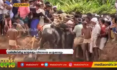 ആവേശപ്പൂരമായി കാളപ്പൂട്ട് മത്സരം ആവേശപ്പൂരമായി കാളപ്പൂട്ട് മത്സരം