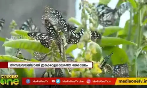 പശ്ചിമഘട്ടനിരകളില് നിന്ന് ദേശാടനശലഭങ്ങള് എത്തിത്തുടങ്ങി പശ്ചിമഘട്ടനിരകളില് നിന്ന് ദേശാടനശലഭങ്ങള് എത്തിത്തുടങ്ങി