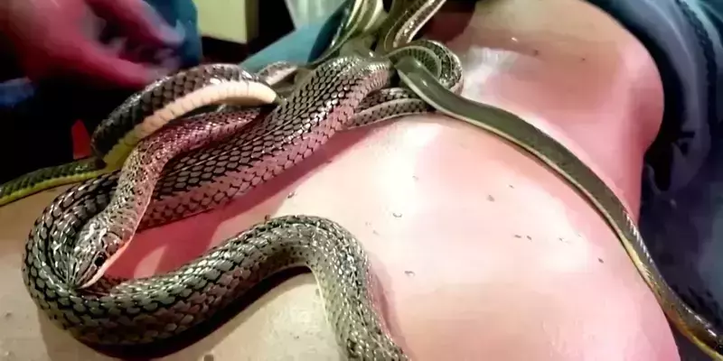 പാമ്പുകളെ ദേഹത്ത് കിടത്തി ഒരുഗ്രന്‍ ഉഴിച്ചില്‍; വൈറലായി ഈ മസാജ് പാര്‍ലര്‍