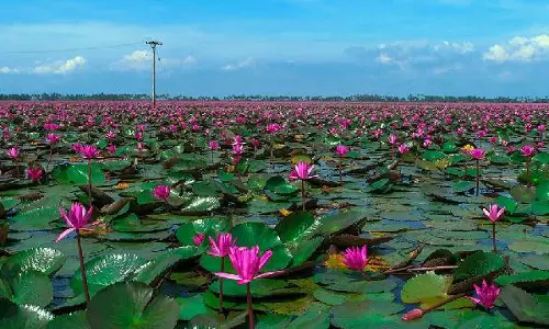 മലരിക്കല്‍ പാടം വീണ്ടും മലരണിഞ്ഞു; കണ്ണെത്താ ദൂരത്തോളം ആമ്പല്‍ വസന്തം