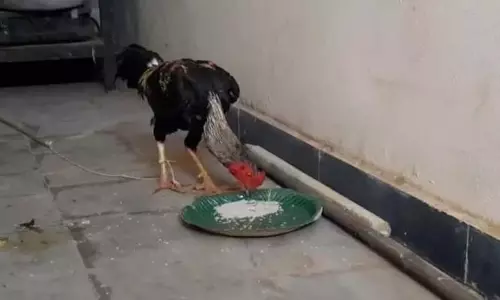 കോഴിപ്പോരിനിടെ 45കാരന്റെ മരണം; കോഴിയെ കസ്റ്റഡിയിലെടുത്ത് പൊലീസ്