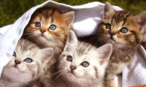 വലിപ്പം കൂടിയ മെയില്‍ കൂണ്‍, ബംഗാള്‍ ചൂച്ച, ഹിമാലയന്‍ പൂച്ച; ലോകമെമ്പാടുമുള്ള പൂച്ചകളുമായി ഒരു ക്യാറ്റ് ഷോ