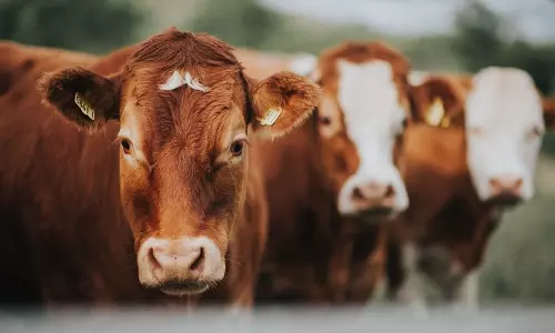 പ്രളയത്തില്‍ കന്നുകാലികള്‍ നഷ്ടപ്പെട്ട കുടുംബങ്ങള്‍ക്ക് സഹായവുമായി റസ് അല്‍ ഖൈമ മഹിള അസോസിയേഷന്‍