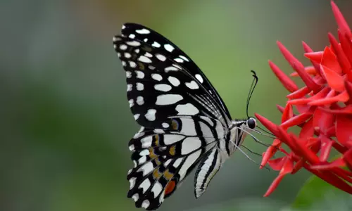 പൂവും പൂമ്പാറ്റയും തമ്മിലെ രസതന്ത്രം പ്രകൃതിയുടെ മനോഹര കാഴ്ചകളിലൊന്നാണ്... പൂവും പൂമ്പാറ്റയും തമ്മിലെ രസതന്ത്രം പ്രകൃതിയുടെ മനോഹര കാഴ്ചകളിലൊന്നാണ്...