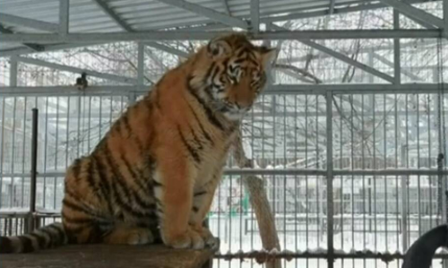 കഴുതരാഗമല്ല, ഇത് കടുവരാഗം; സൈബീരിയയിലെ പാട്ട് പാടി കരയുന്ന കടുവയുടെ വീഡിയോ വൈറല്‍