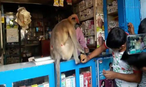 ശരീരമാസകലം മുറിവുമായി മെഡിക്കല്‍ ഷോപ്പില്‍ മരുന്ന് വാങ്ങാനെത്തിയ കുരങ്ങന്‍ ; വീഡിയോ വൈറല്‍