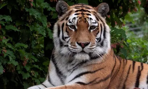 വയനാട് ജനവാസ മേഖലയിൽ ഭീതി പടർത്തിയ കടുവയെ പിടികൂടി