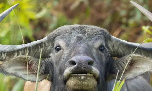 പോത്തിന്‍റെ പിറന്നാള്‍ ആഘോഷിച്ചു; കോവിഡ് ചട്ടങ്ങള്‍ ലംഘിച്ചതിന് കേസ്