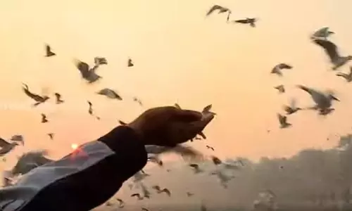 ദേശാടനപക്ഷികള് ഡല്ഹിയെ കൈവിട്ടു ദേശാടനപക്ഷികള് ഡല്ഹിയെ കൈവിട്ടു