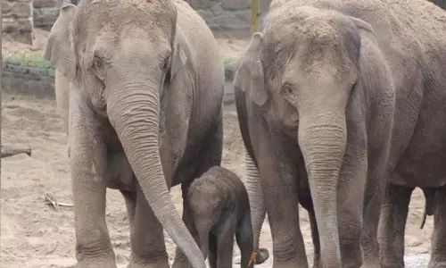 നെല്ലിയാമ്പതി ചുരം കയറിയെത്തുന്നവരെ സ്വീകരിക്കുന്നത് ഈ കാട്ടാനക്കുട്ടികളുടെ കുറുമ്പുകളാണ്