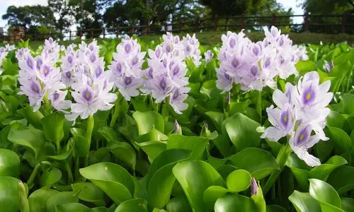 പൂത്ത് നില്‍ക്കുന്നത് കണ്ടാല്‍ ചേലാണ്; പക്ഷെ കര്‍ഷകര്‍ക്ക് ഇവന്‍ വില്ലനാണ്