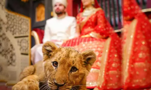 വൈറലാകാന്‍ സിംഹക്കുട്ടിയെ മയക്കി കിടത്തി വെഡ്ഡിംഗ് ഫോട്ടോഷൂട്ട്; ഒടുവില്‍ വെട്ടിലായി  ദമ്പതികള്‍