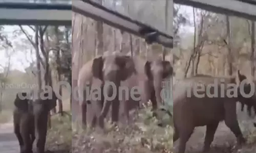 കോതമംഗലത്ത് യാത്രക്കാർക്ക് നേരെ പാഞ്ഞടുത്ത് കാട്ടാനക്കൂട്ടം, രക്ഷപ്പെട്ടത് അത്ഭുതകരമായി; വീഡിയോ കാണാം