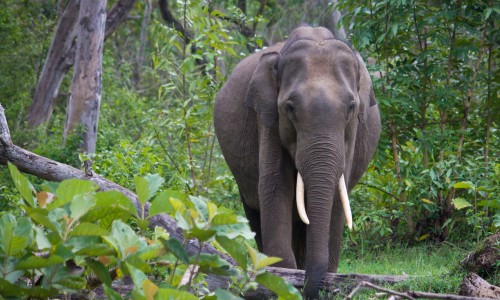 ആനക്കള്ളക്കടത്ത് കേസ് അട്ടിമറിക്കാൻ ചില വനംവകുപ്പ് ഉദ്യോഗസ്ഥര്‍ കൂട്ടുനിന്നു; നിർണായക വെളിപ്പെടുത്തലുമായി ചീഫ് വൈൽഡ് ലൈഫ് വാർഡൻ