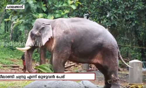 ആനക്ക് ദളിത് പേര് ആനക്ക് ദളിത് പേര്