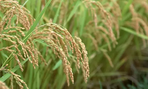 നേര്യമംഗലത്ത് ജില്ലാ കൃഷിത്തോട്ടത്തിൽ നാല് പതിറ്റാണ്ടുകള്‍ക്ക് ശേഷം നെല്‍കൃഷി തുടങ്ങി