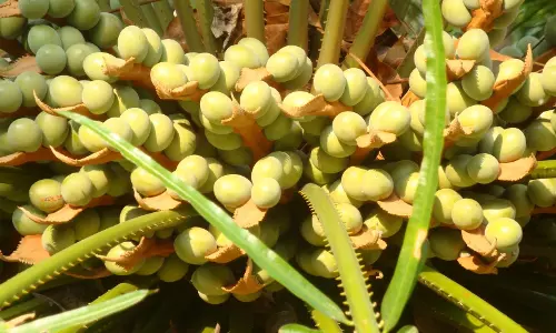 ഉരുള്‍പൊട്ടലും പ്രളയവും നേരിട്ട മുണ്ടേരി വനത്തിൽ വനവിഭവങ്ങളുടെ ലഭ്യത കുറയുമെന്ന്‌ വിലയിരുത്തൽ