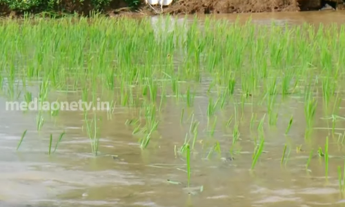 തോട് പൊട്ടിയൊഴുകി ചാത്തനെല്ലൂർ പാടശേഖരത്തിൽ വൻ കൃഷിനാശം