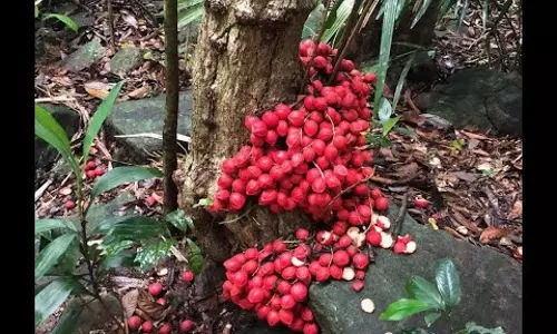 രുചിയിലും ഔഷധ ഗുണത്തിലും മുന്നില്; മൂട്ടിപ്പഴത്തിന് പ്രിയമേറുന്നു രുചിയിലും ഔഷധ ഗുണത്തിലും മുന്നില്; മൂട്ടിപ്പഴത്തിന് പ്രിയമേറുന്നു
