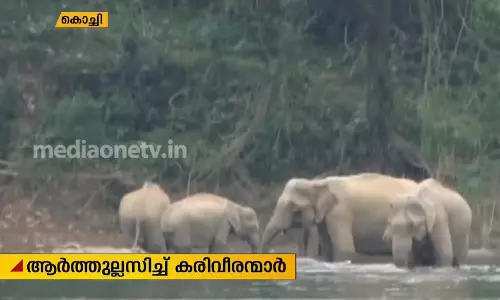 കുട്ടമ്പുഴ ആറ്റില്‍ കാട്ടാനകളുടെ നീരാട്ട്