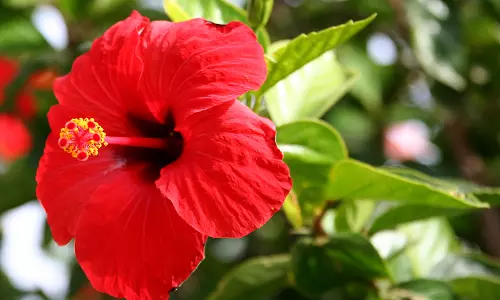 ചെമ്പരത്തിപ്പൂ ചെവിയില്‍ വയ്ക്കാനുള്ളതല്ല; അരച്ച് മുഖത്ത് തേച്ചാല്‍ മുഖം തിളങ്ങും