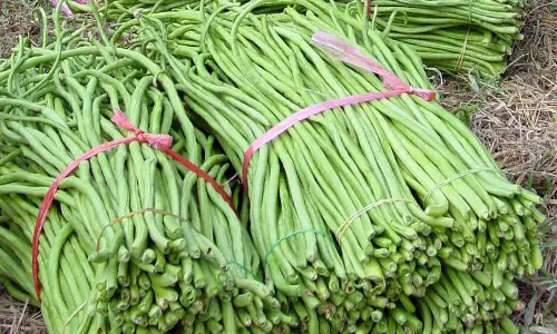 തരിശായി കിടക്കുന്ന സ്ഥലത്ത് കൃഷിയിറക്കി തിരുവനന്തപുരം അഴീക്കോട്ടെ സോളിഡാരിറ്റി പ്രവര്‍ത്തകര്‍