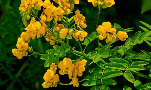 വയനാടൻ കാടുകളെ നശിപ്പിക്കുന്ന സന്ന ചെടികളെ നീക്കം ചെയ്ത് ഒരു കൂട്ടം വിദ്യാര്ഥികള് വയനാടൻ കാടുകളെ നശിപ്പിക്കുന്ന സന്ന ചെടികളെ നീക്കം ചെയ്ത് ഒരു കൂട്ടം വിദ്യാര്ഥികള്