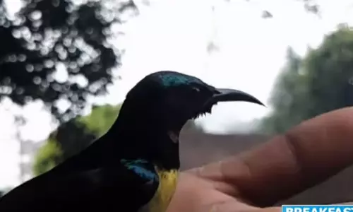 ചിറക് തളർന്ന് വീണ പക്ഷിക്ക് വീണ്ടും ഉയർന്ന് പറക്കാൻ മനുഷ്യൻ കൈത്താങ്ങായ കാഴ്ച കാണാം