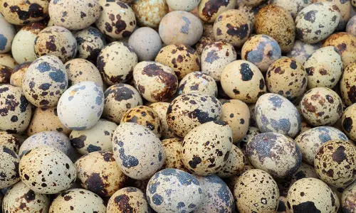 അഞ്ച് കോഴിമുട്ടക്ക് സമം ഒരു കാടമുട്ട