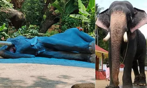 കൊമ്പന്‍ വലിയ കേശവന്‍ ചരിഞ്ഞു