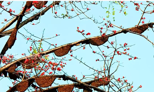 ചില്ലകളില്‍ നിറയെ തേനുമായി ഒരു പൂമരം