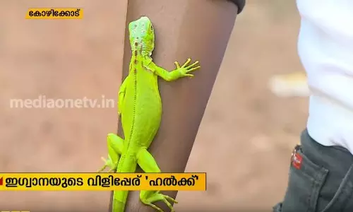 ഇഗ്വാനയോട് കൂട്ടുകൂടി അതുല്‍