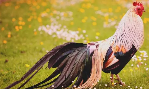 ഇവിടെ പ്രതിയല്ല, താരങ്ങളാണ് പൂവന്‍കോഴികള്‍