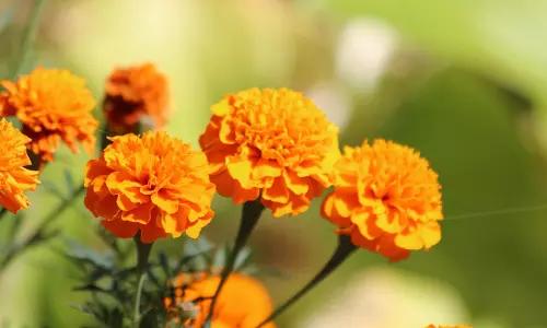 താനൂരില്‍ ചെണ്ടുമല്ലി വസന്തമൊരുക്കി ഗ്രാമിക കർഷക കൂട്ടായ്മ