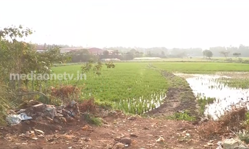 50 ഏക്കര്‍ പാടശേഖരത്തില്‍ കക്കൂസ് മാലിന്യം തള്ളി; കുട്ടനല്ലൂര്‍ ചിലങ്കപ്പാടത്തെ നെല്‍ കര്‍ഷകര്‍ ദുരിതത്തില്‍