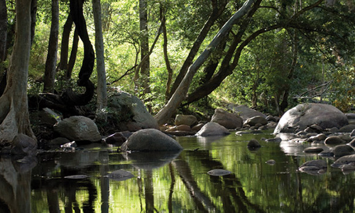 വനമേഖല പ്ലാസ്റ്റിക് മുക്തമാക്കാൻ പദ്ധതി; ആദ്യഘട്ടം ഇടുക്കിയിലും വയനാട്ടിലും  