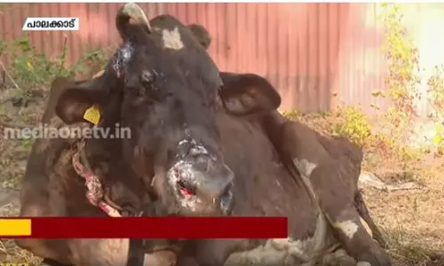 ലംബി സ്കിന് രോഗം: പശുക്കളില് പാല് കുറയുന്നു | news Theatre ലംബി സ്കിന് രോഗം: പശുക്കളില് പാല് കുറയുന്നു | news Theatre