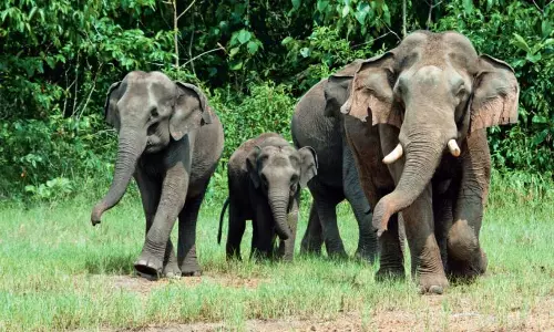 കൃഷിയിടങ്ങൾ താറുമാറാക്കി വന്യമൃഗങ്ങൾ; ഭീതിയില്‍ ആദിവാസി കുടിലുകള്‍